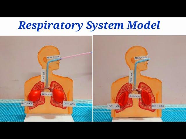 Respiratory System Working Model | Lungs Model with balloons | Respiratory System Science Project