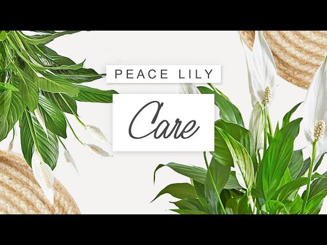 Peace Lily Plant Care  Tips + Tricks For Healthy Peace Lilies | COMPLETE Care Guide