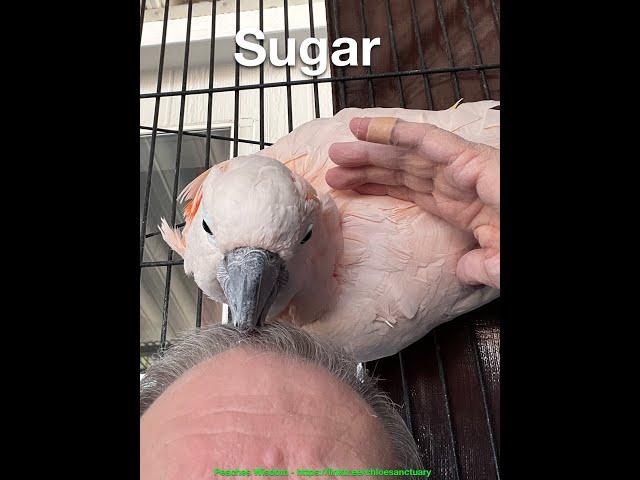 Giving Tuesday: Sugar  Helping  with breakfast