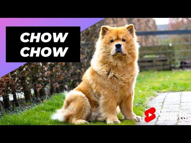 Chow Chow  One Of The Most Expensive Dogs Breeds In The World #shorts