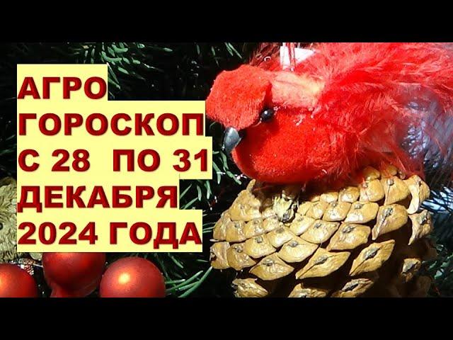 ГОРОСКОП С 28 ПО 31 ДЕКАБРЯ 2024: ЧТО МОЖНО И ЧТО НЕЛЬЗЯ ДЕЛАТЬ?