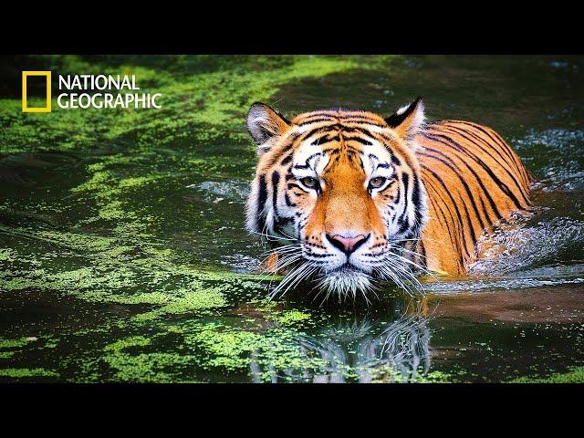 Wild Thailand | National Geographic Documentary 2023