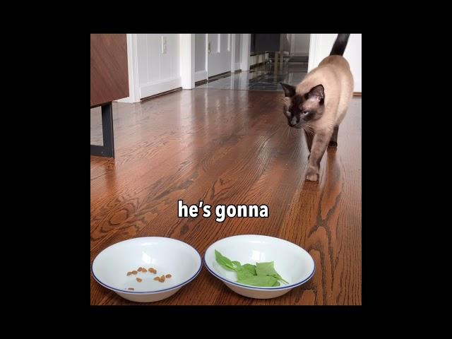 Finding Out How Much My Cat Likes Spinach