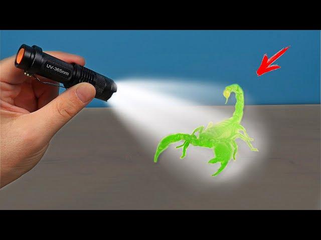 What if you shine ultraviolet light on a scorpion?