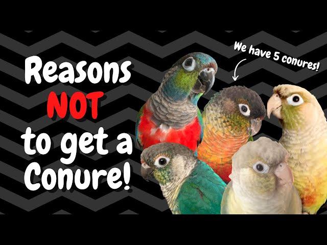 Conures as Pets: 7 Reasons NOT to Get One! | BirdNerdSophie