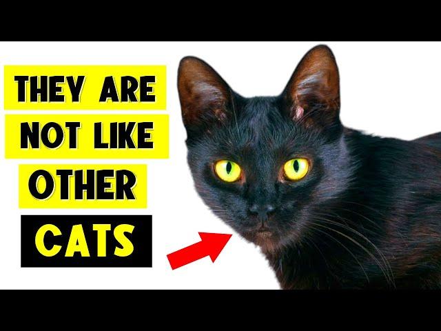 9 SURPRISING FACTS ABOUT BLACK CATS! ‍⬛ (I Bet You Don’t Know Them All!)