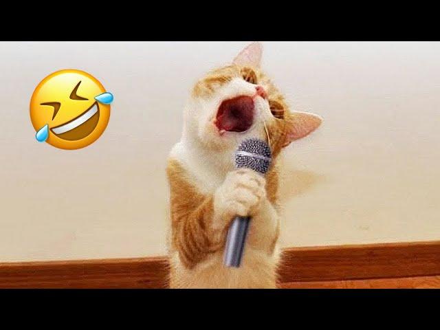 Funniest Animals 2023  Best Funny Cats and Dogs Videos  Part 3