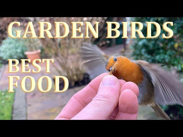 The Three BEST FOODS to Attract Birds to Your Garden