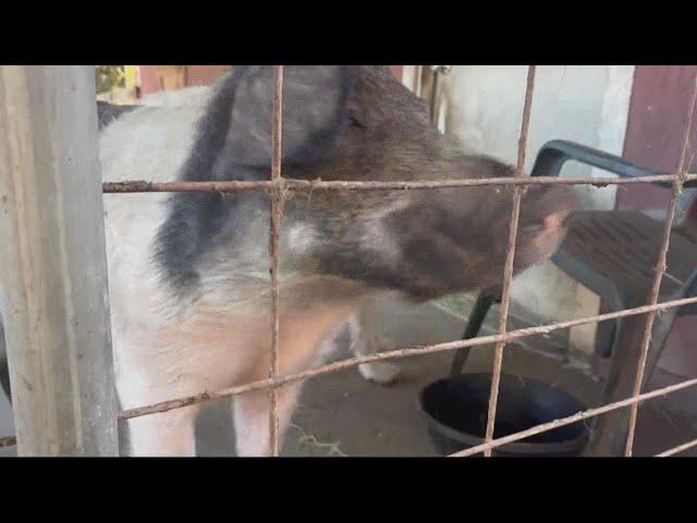 Pig that was attacked by dogs in Jacksonville now living at a rescue farm