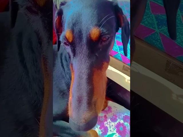 doberman #doglover ️🩷️