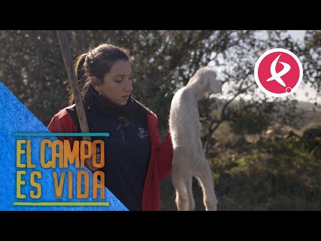 Chabeli encuentra un borrego con pulmonía | El campo es vida