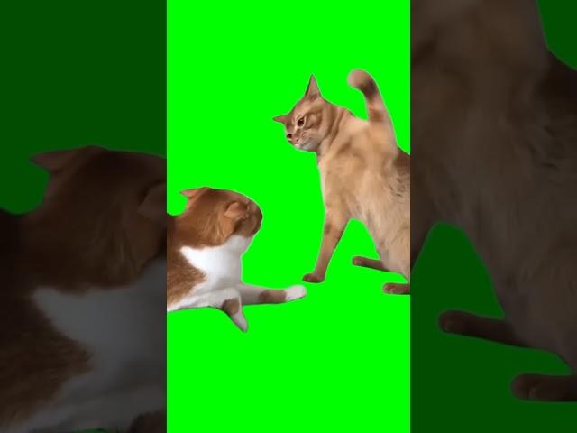 КОТ БЬЕТ ДРУГОГО КОТА ЛАПОЙ ФУТАЖ на ЗЕЛЁНОМ ФОНЕ