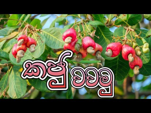 ගස්-කජු වගාව- Cashew Cultivation