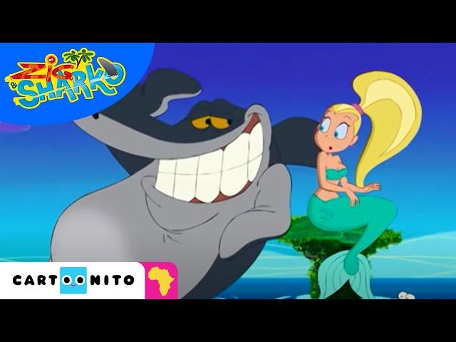 Zig and Sharko | Bermuda Love Triangle | Cartoonito Africa