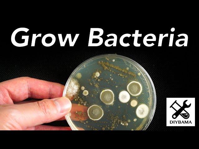 How to Grow Bacteria