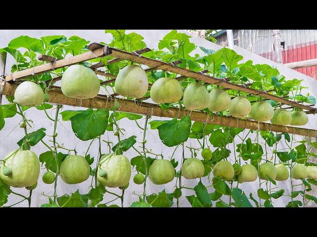 Easy and Effective - how to grow Honeydew Melon at home and harvest every day