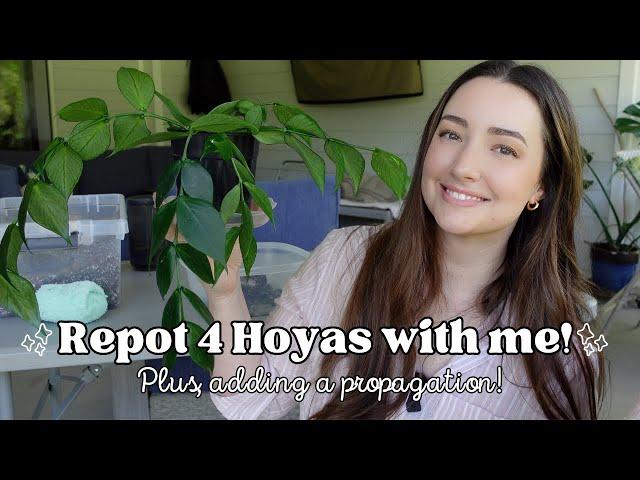 Chatting and Repotting some Hoyas! Hoya Repotting Day Episode 1