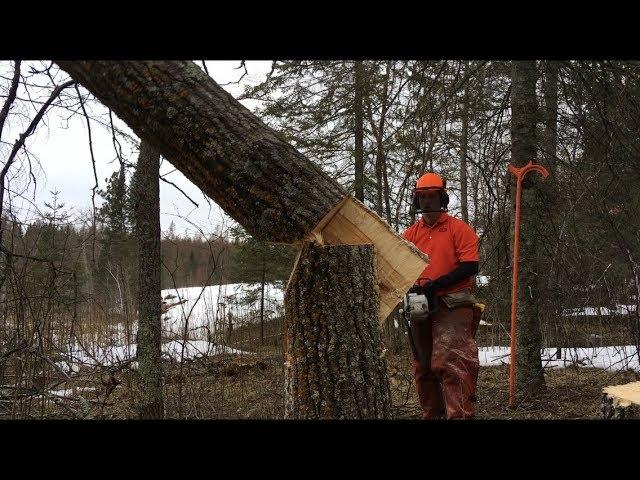 TREES THAT DON’T LIKE HINGE CUTTING: Tongue & Groove Tree Felling