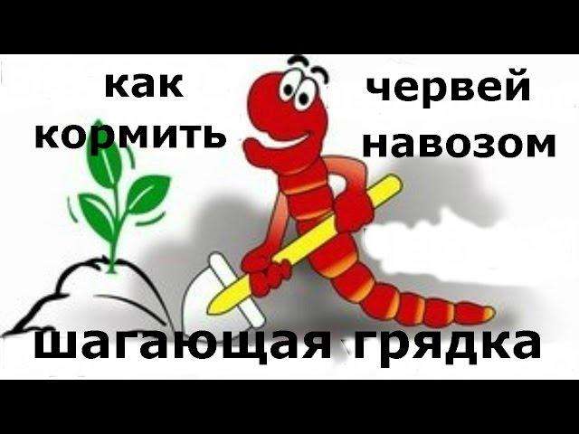Как кормить червей. Корм для червей. Шагающая грядка. Переработка навоза с помощью червей.