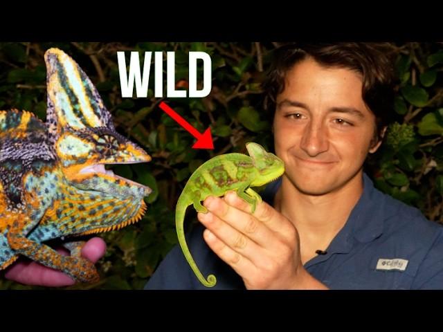 Florida's Chameleons Are WEIRDER Than You Think (Here's Why)