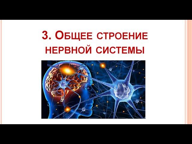 Общий план строения нервной системы _03