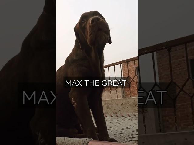 LION MAX THE GREAT CUTE AND DASHING LABRADOR MALE #SHORTS #MAXTHEGREAT  #DANISHPETS #dogsfunn