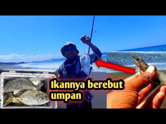 Moment mancing pasiran strike ikan cangkek baby gt