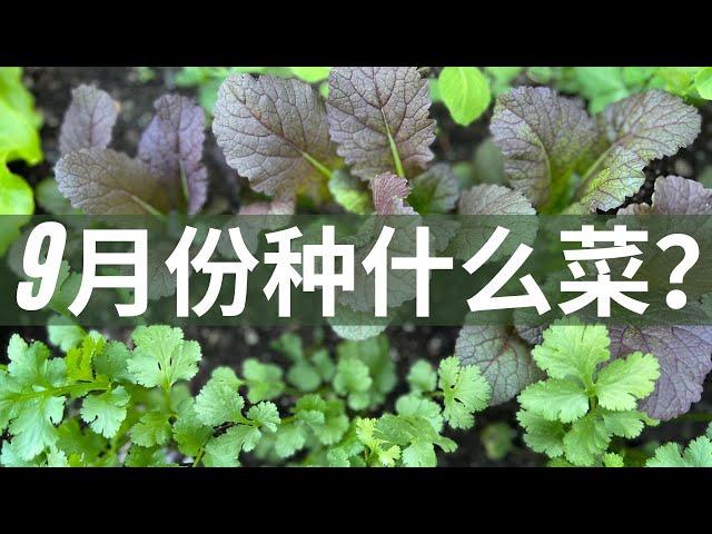 9月份种什么菜？夏菜拉秧后土壤如何处理 ？秋菜种植要点｜耐寒蔬菜 过冬蔬菜｜grow vegetable in September