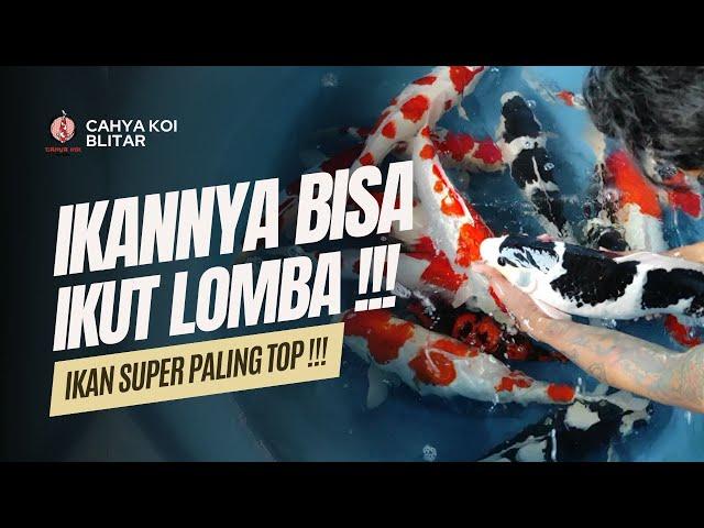 STOK IKAN KOI KUALITAS LOMBA BALIK LAGI BOLOO !! MONGGO LANGSUNG DISIKAT KE CAHYA KOI BLITAR !!