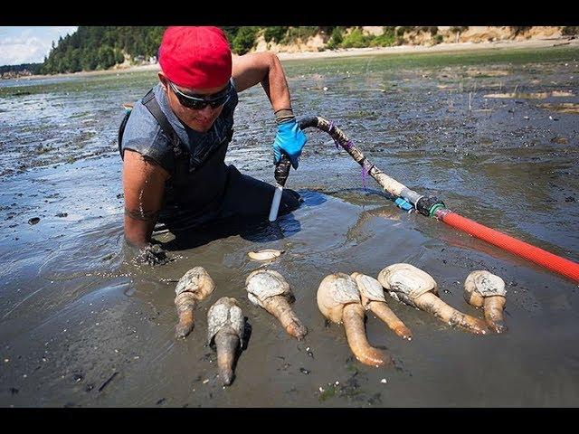 How to Dig a Geoduck  at Washington Beach