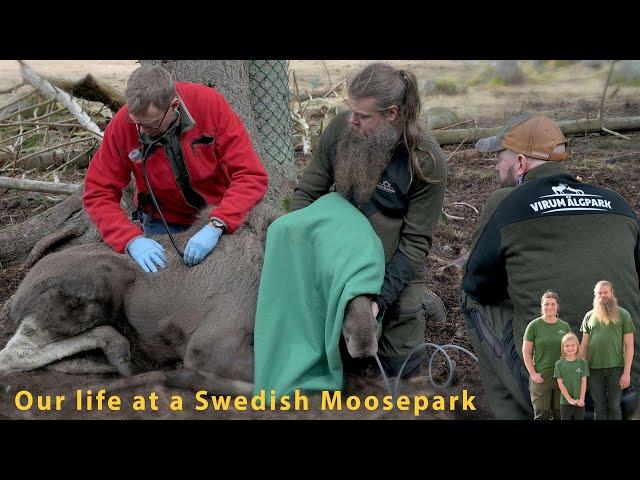 Moose Calf gets a Health Check!