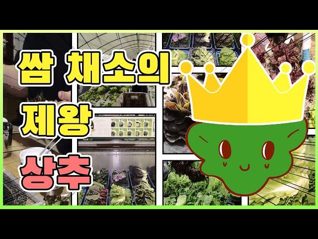 쌈 채소의 제왕, 상추