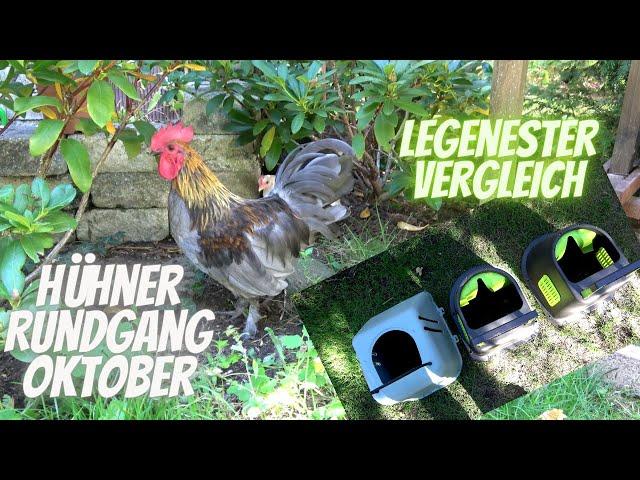 Hühner Rundgang Oktober - Legenester im Vergleich - Naturbrut von Zwerghühnern im Herbst