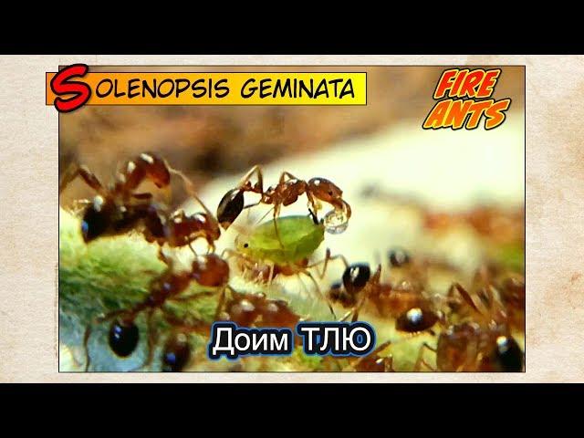 ОГНЕННЫЕ МУРАВЬИ доят ТЛЮ // FIRE ANTS Solenopsis geminata