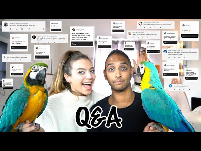 Answering EVERYTHING you asked! || Mikey And Mia The Macaws Q&A