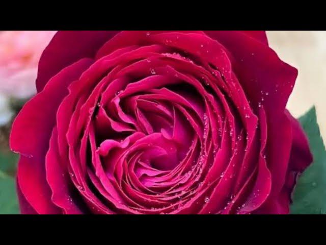 Rose#Janice Kellogg #Sarvesh #Peace #Castle manheim #Flame #Sorbet bouquet