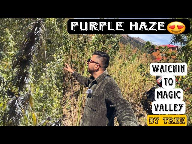 We found Purple Haze in Magic Valley | Waichin to Magic Trek | Wanderer Tushar #magicvalley #malana