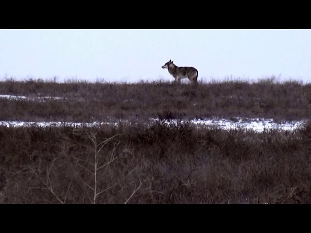 Волк охотится на сайгака!Смотреть всем!!!