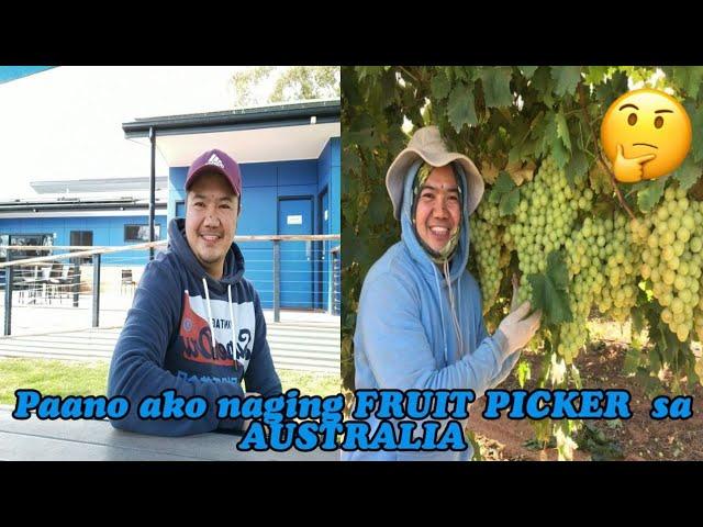 Paano ako naging FRUIT PICKER sa AUSTRALIA #noyallantv #australia