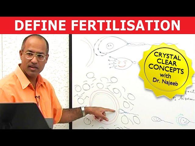 Human Fertilization | Zygote | Blastocyst | Embryology