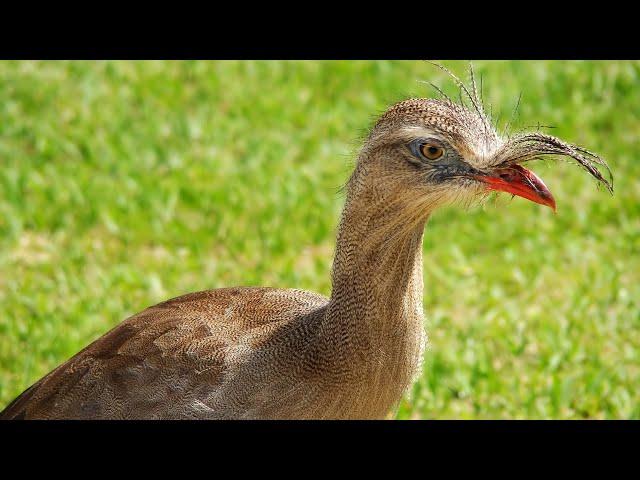 What is a Raptor? l Avian Adventures, Episode 1