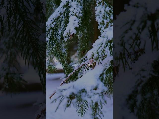 Hot Tent Camping In Snow  #camping #campingcar #campingwith #hottentcampin #solocamping #blizzard