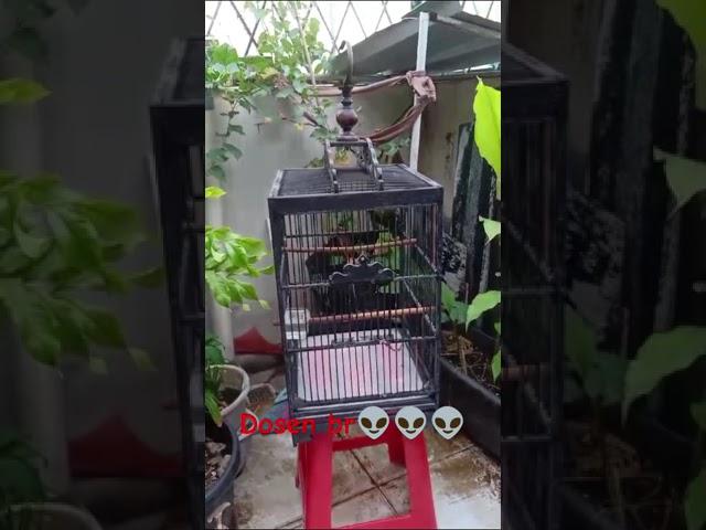 #breeding #kicaumania #burung #sorotan #beranda #homepage #fyp #jangkauanluas