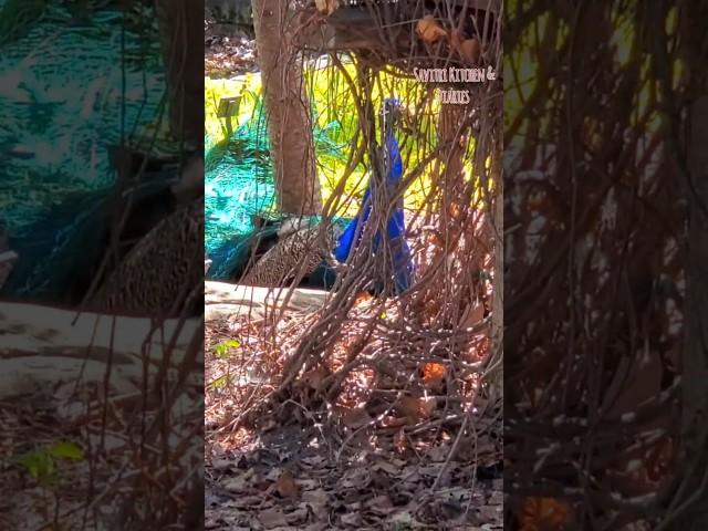 Peacock to bahar hi aa gaya sabko dekhneZoo part 2 #zoo #flamengo #peacock #zoobirds #ytshorts