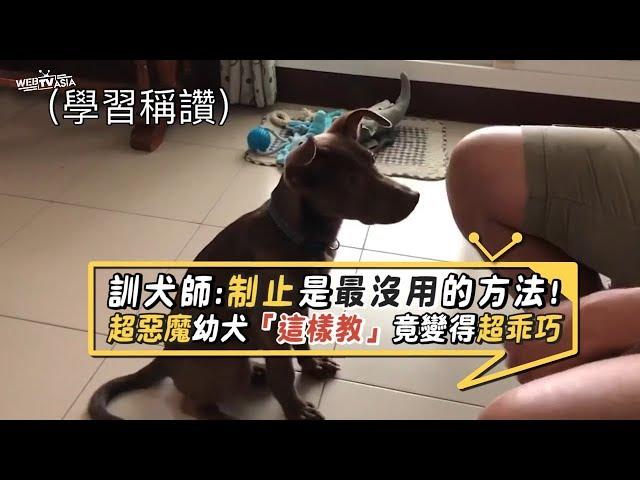 原來狗狗要這樣教！超調皮惡魔級幼犬竟變得超乖巧