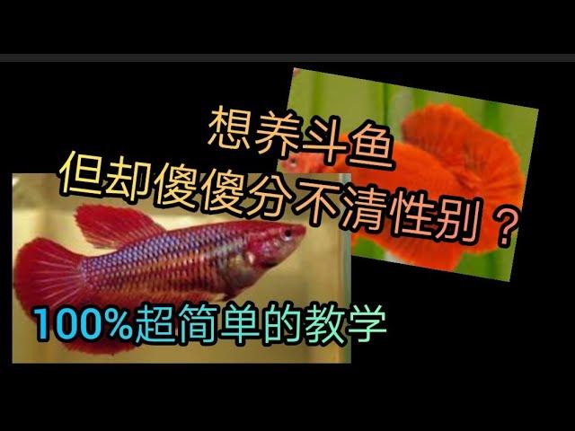 2021/如何分辨斗鱼性别/100%超简单教学/新手必看/betta fish/如何分辨斗鱼公母/养斗鱼的基础知识/超简单