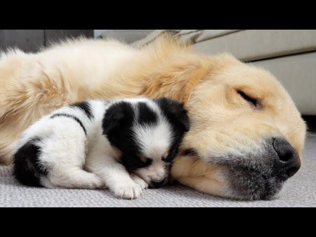 Stray Puppy Mistakes Golden Retriever For Mom! (A Heartwarming Moment)