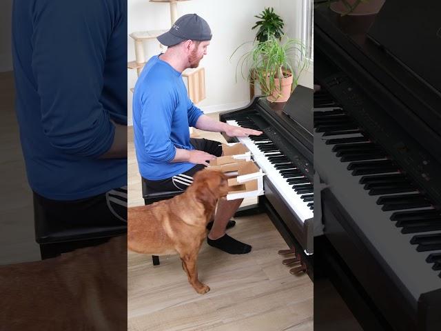 Dog Plays Feel Good Inc