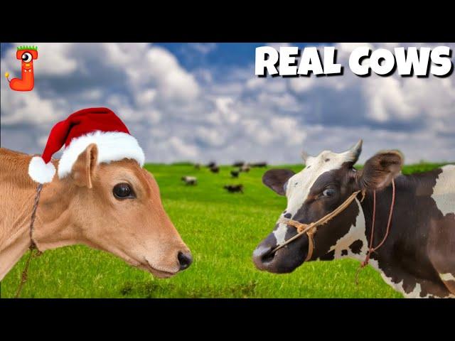 FUNNY REAL COW DANCE 10│ Cow Song & Cow Videos 2023 | Cow dance mix | funny dancing gay