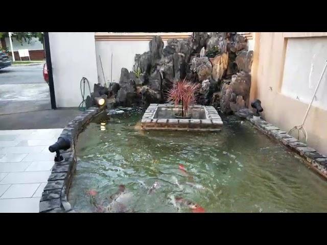 Part 2 Clear pond transformation after upgrading the filtration system by Design4u.com.sg